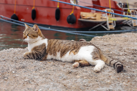 Fat big cat lounge by the waters edge near colorful boats in a serene harbor. Turkish port in Fethiyeの写真素材