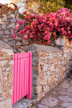 Bougainvillea blooms drape a stone wall by a pink gate, creating a colorful and serene outdoor space.の写真素材