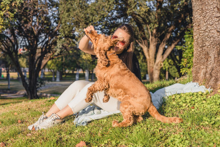 A young woman with brown hair plays with a golden cocker spaniel in a sunny park. The dog is jumping excitedly, surrounded by green grass and trees.の写真素材