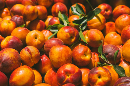 A vibrant display of fresh, organic peaches with a mix of yellow and red hues. The peaches are surrounded by green leaves, showcasing their natural appeal.の写真素材