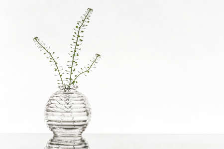 Glass vase with three green branches on a white backgroundの写真素材