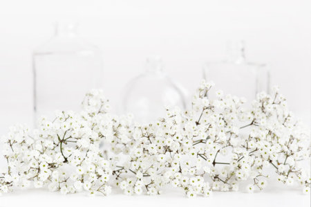 Delicate flowers gypsophila on a white background