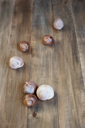 Shells of snails on the distress wooden background