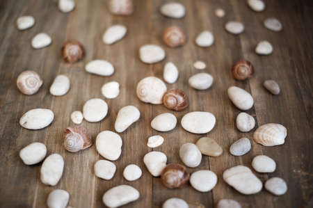 Pebble and shells on the distress wooden backgroundの写真素材