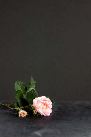 Park pink rose on the dark backgroundの写真素材