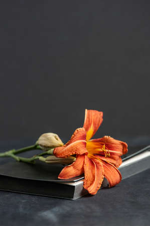 Orange bright day-lilly on the gray diary bookの写真素材