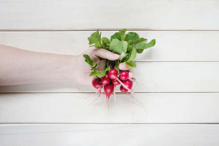 Hand holding the bunch of radishesの写真素材