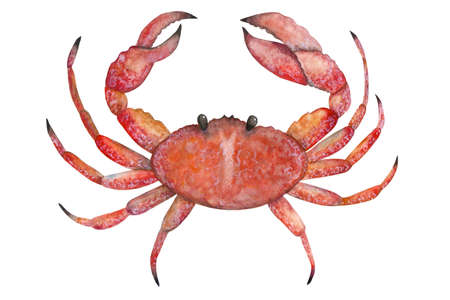 Crab painted with watercolorsの写真素材