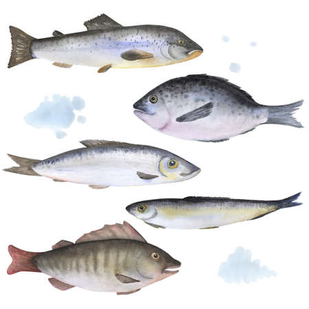 Set of 5 fish painted in watercolorの写真素材
