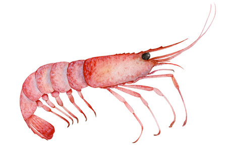 Shrimp painted with watercolorsの写真素材