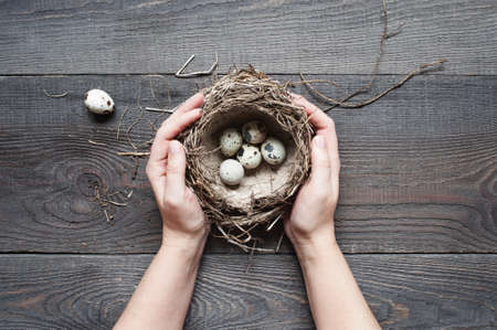 Woman's hands holding the small nestの写真素材