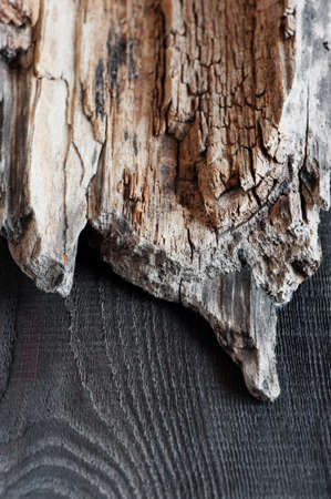 The piece of old dry woodの写真素材