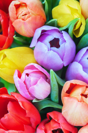 Bouqet of various tulips close-up