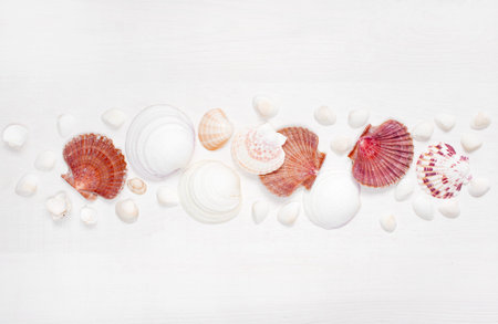 Sea shells on the whote wooden boards