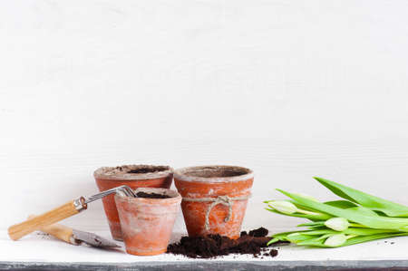 Garden tools and tulips on the white wooden shelfの写真素材