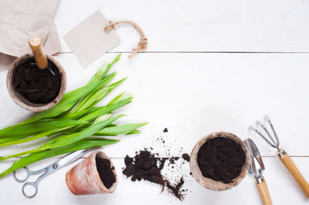 Garden tools and tulips on the white wooden tableの写真素材
