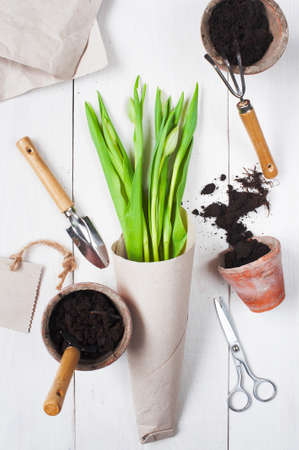 Spring bouquet of tulips and garden tools on the white wooden tableの写真素材