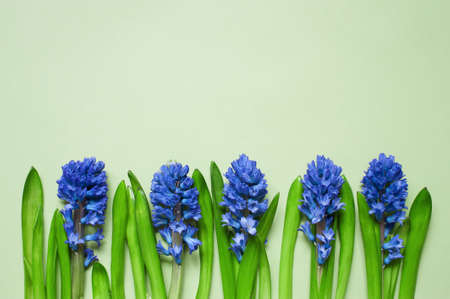 Five blue hyacinth on the light green backgroundの写真素材