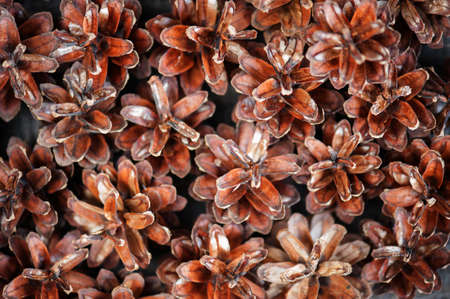 Background of pine cones closeupの写真素材