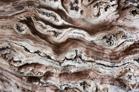 Texture of dry old tree の写真素材