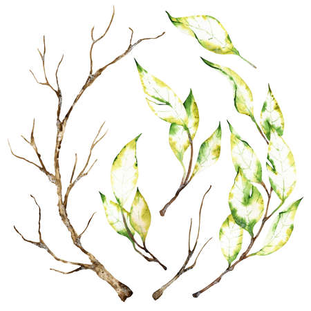 Watercolor elements: dry autumn branches isolated on the white backgroundの写真素材