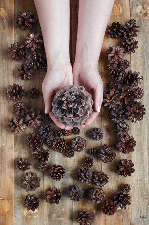 Female hands holding the big pine cone