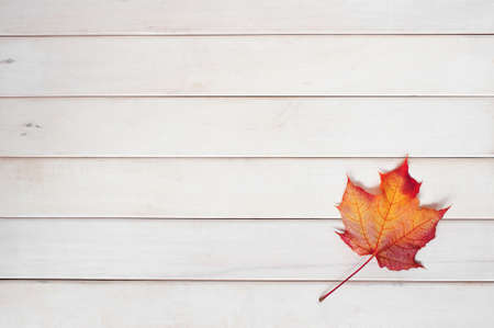 White wooden background with autumn leaf of mapleの写真素材