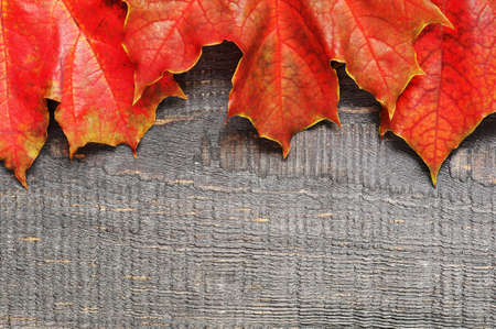 Wooden background with red leaves of mapleの写真素材