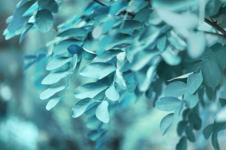 Cold nature background with dandling brunches of treeの写真素材