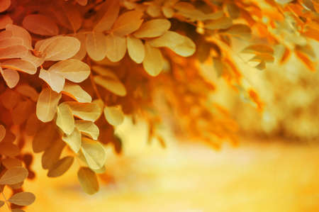 Bright autumn nature background with dandling brunches of treeの写真素材