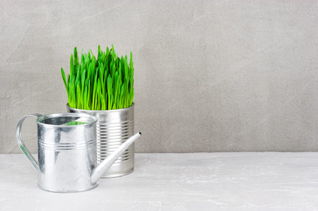 Garden watering can and metal pot with fresh green grass on the textured table. Seasonal garden...