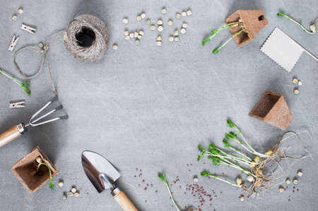 Garden tools and seedling on the gray textured table. Background with copy spaceの写真素材