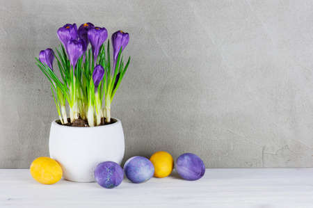 Textured Easter background with blooming purple crocuses end colored eggs, copy spaceの写真素材