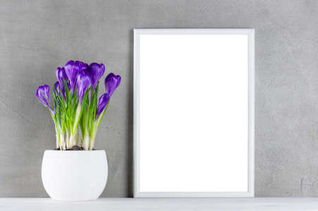Textured background with blooming purple crocuses in the white pot and white frame, copy spaceの写真素材