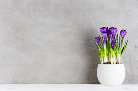Textured background with blooming purple crocuses in the white pot, copy spaceの写真素材