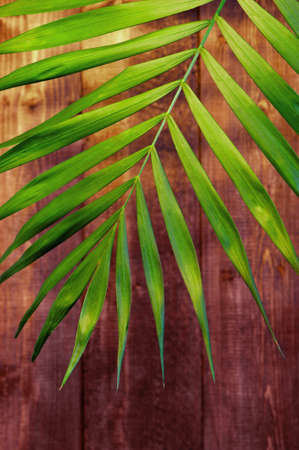 Green palm leaf in the sun rays on the wooden wall backgroundの写真素材