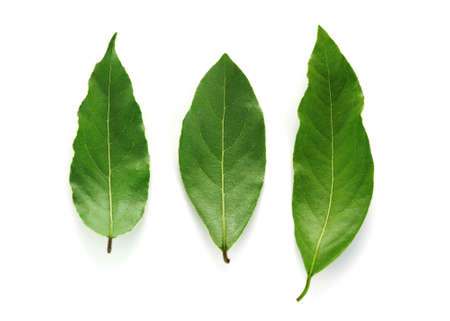 Tree fresh green bay leaves isolated on the white background, top viewの写真素材