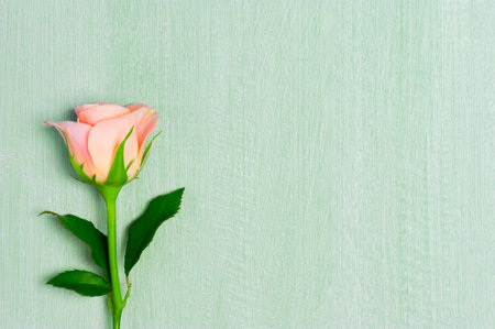 Light green textured background with delicate pink rose, copy spaceの写真素材