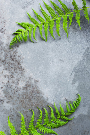 Gray textured background with green fern leaves, copy space