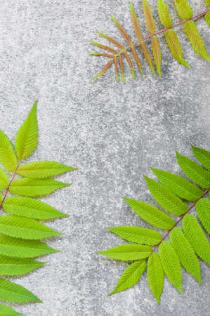 Grey textured background with natural green leaves, copy spaceの写真素材