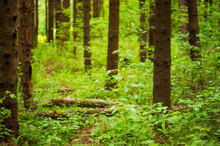Path in the pine forest, nature background