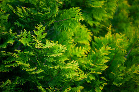 Green-yellow background with branches of thuja, copy spaceの写真素材