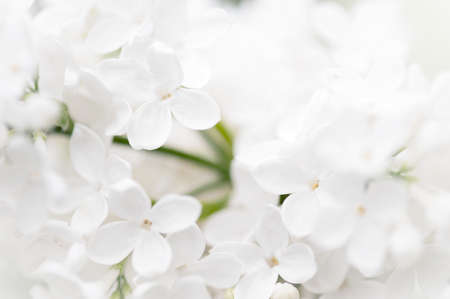 Flowering white lilac, close-upの写真素材