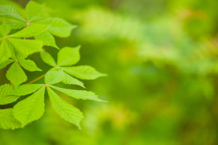 Nature background with branch of chestnut, copy spaceの写真素材