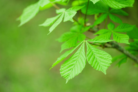 Nature background with branch of chestnut, copy spaceの写真素材