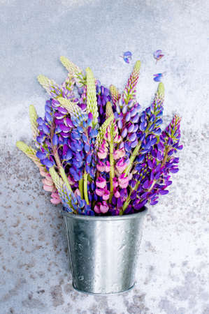 Bright colorful lupines in the metal bucket on the textured tableの写真素材