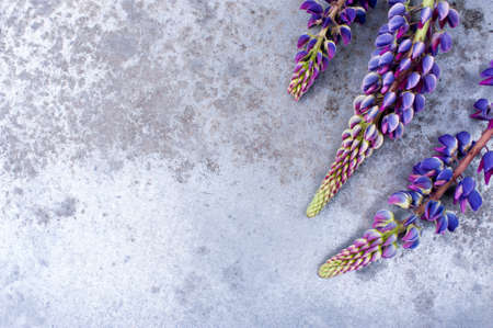 Bright background with colorful lupines on the textured table, copy spaceの写真素材