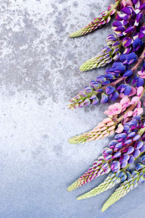 Bright background with colorful lupines on the textured table, copy spaceの写真素材