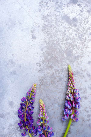 Bright background with colorful lupines on the textured table, copy spaceの写真素材