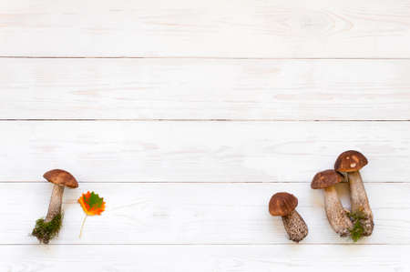 Background with autumn mushrooms on the textured white table, copy spaceの写真素材